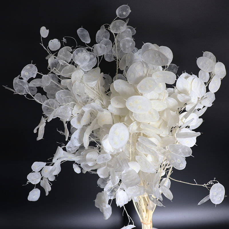 Preserved Lunaria Flowers for  - Eucalyptus Preserved recensie en prijs