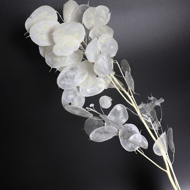 Preserved Lunaria Flowers for  - Eucalyptus Preserved recensie en prijs