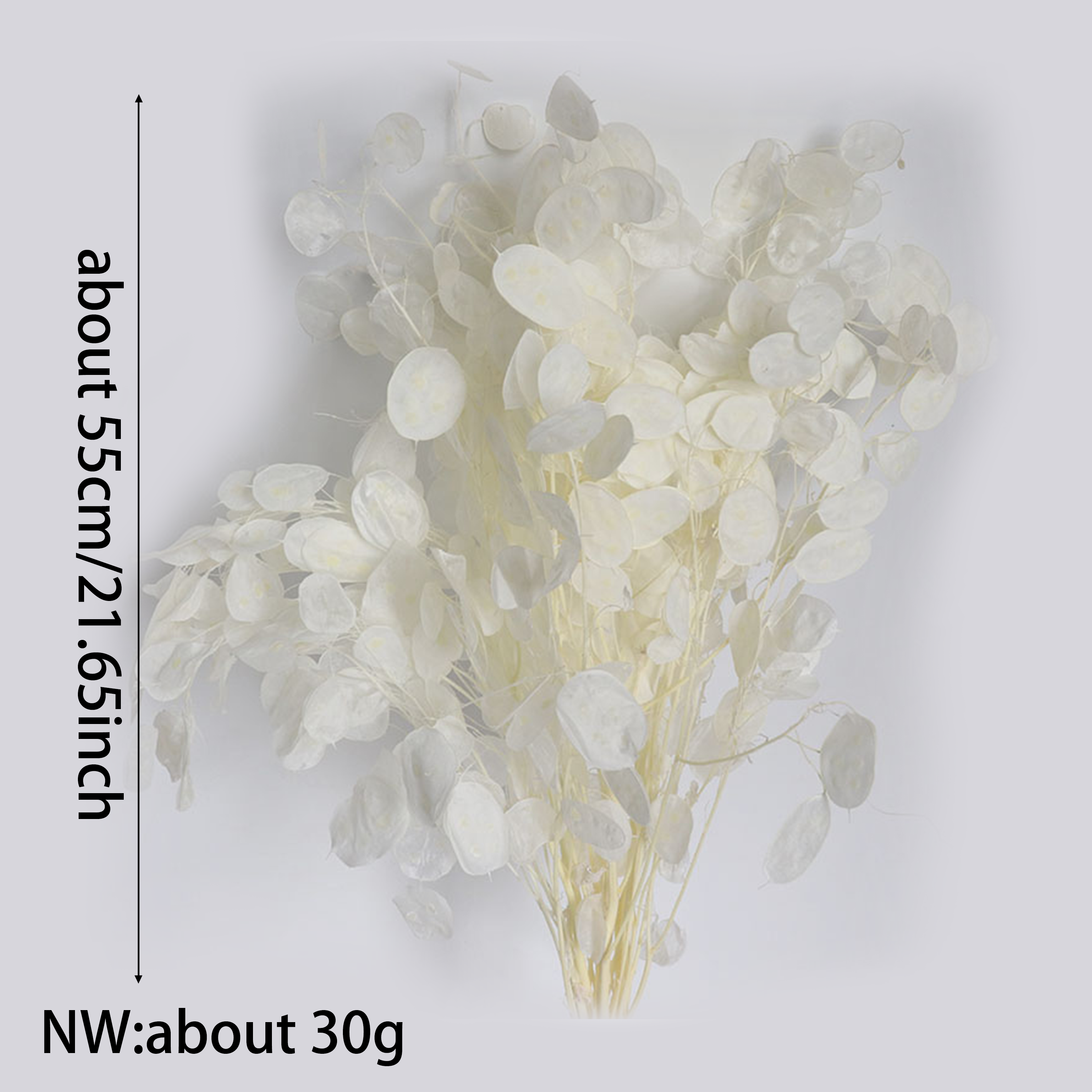 Preserved Lunaria Flowers for  - Eucalyptus Preserved recensie en prijs