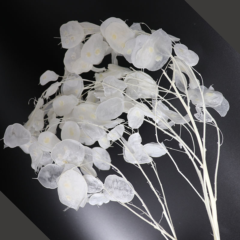 Preserved Lunaria Flowers for  - Eucalyptus Preserved recensie en prijs