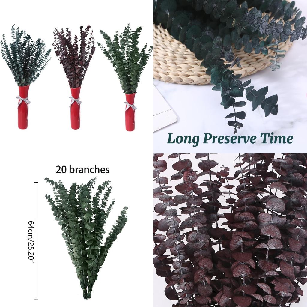 20Pcs Preserved for Fresh Euca - Eucalyptus Preserved recensie en prijs